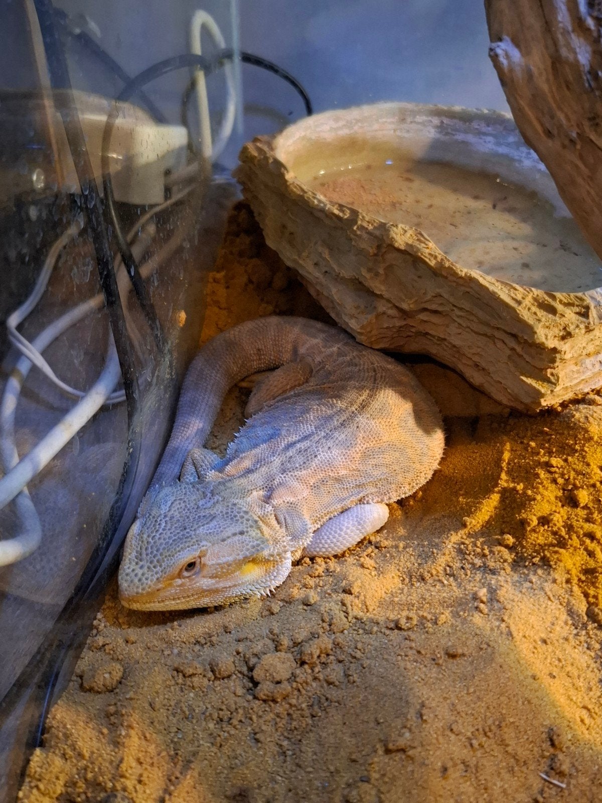 Leatherback baardagaam Bearded Dragon photo 8