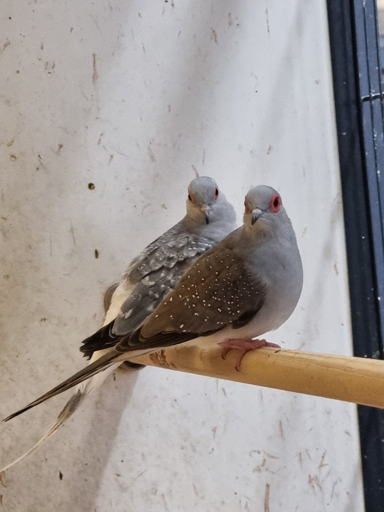 Diamantduif | Tropische vogels | Volièrevogels