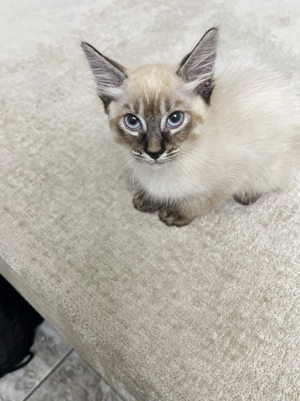Prachtige kittens met blauwe ogen – Lynx Point / Siamees, Dieren en Toebehoren, Meerdere dieren, Kortharig, 0 tot 2 jaar