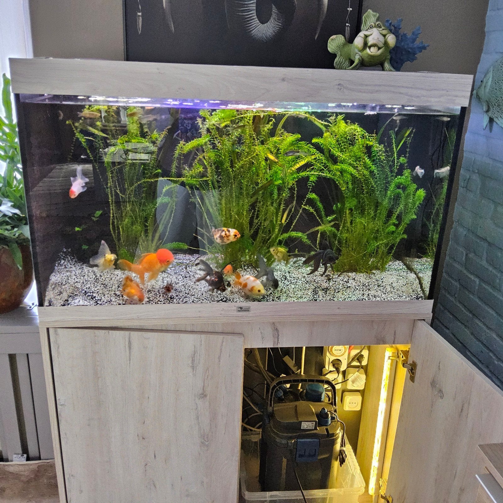Inhoud meter aquarium, nu 50 euro, Dieren en Toebehoren, Vissen | Aquariumvissen