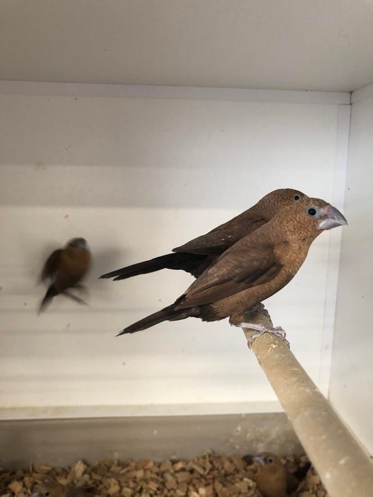 Zilverbekjes, Dieren en Toebehoren, Vogels | Overige Vogels