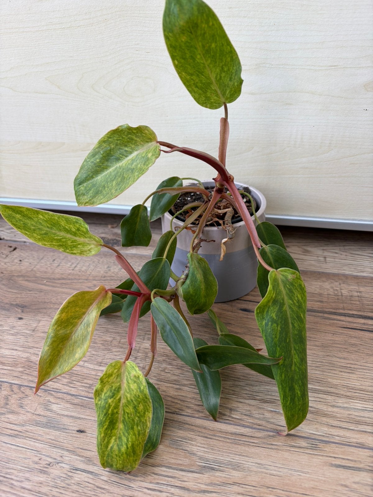Philodendron moonlight variegated, Huis en Inrichting, Ophalen of Verzenden, Halfschaduw, Minder dan 100 cm
