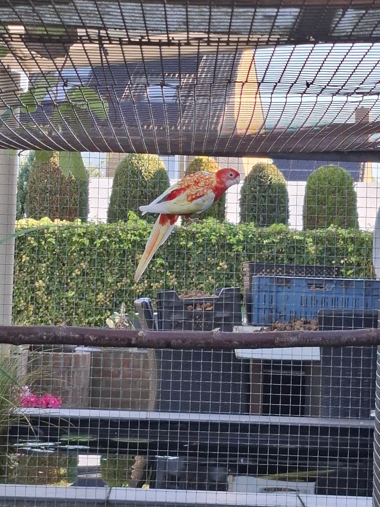 rosella, Dieren en Toebehoren, Vrouwelijk, Parkiet