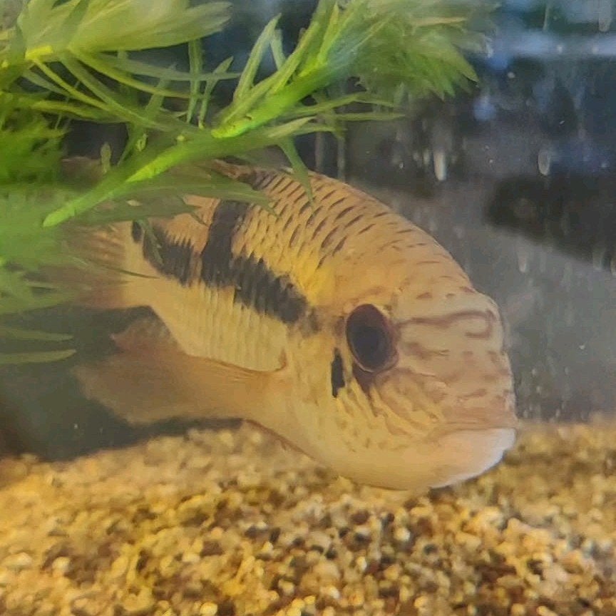 Cichlide Aequidens superomaculatum Super Orange, Vis, Zoetwatervis