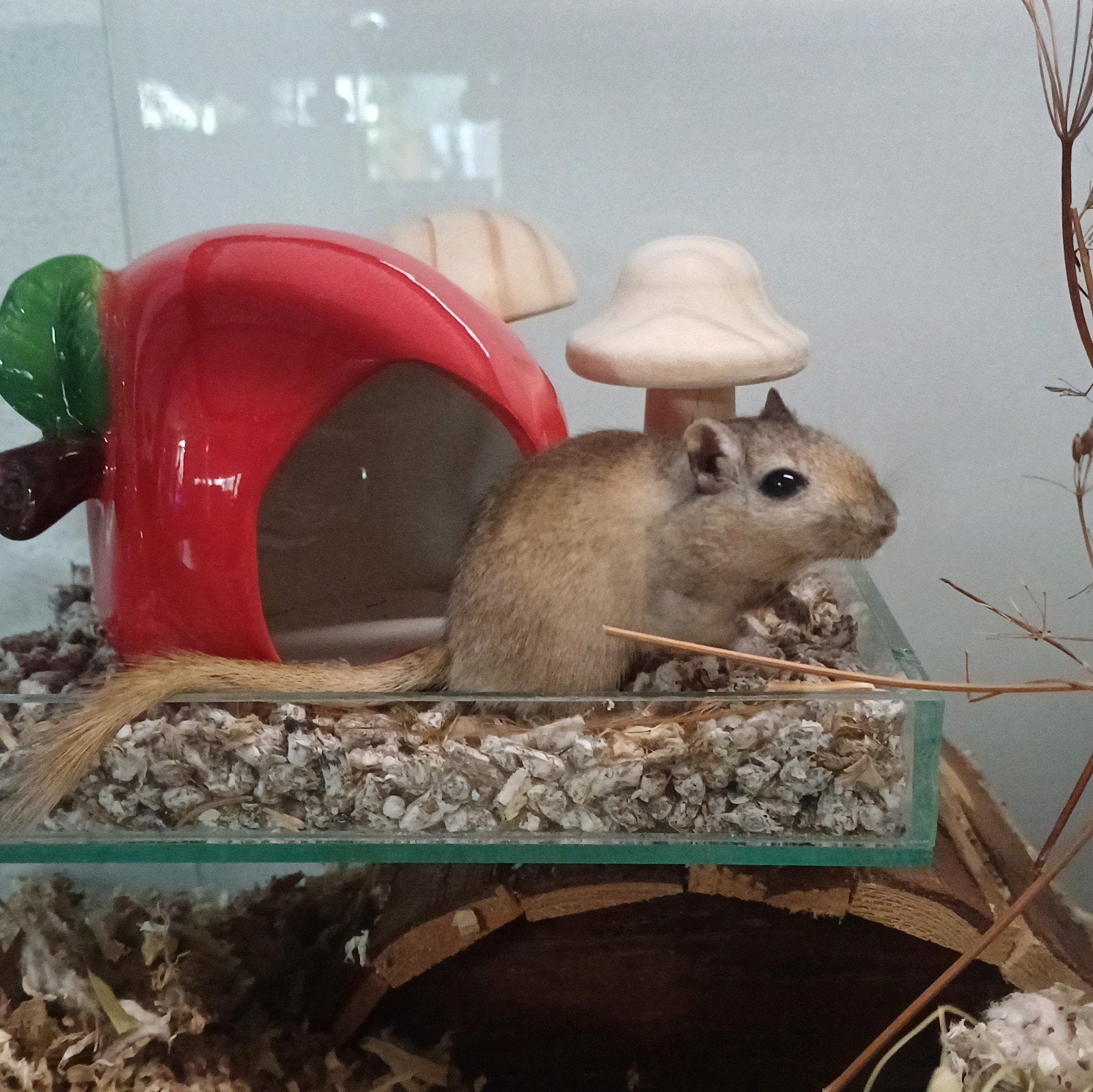 Lief gerbil mannetje zoekt nieuw thuis, Augustus, Mannelijk, Overige typen