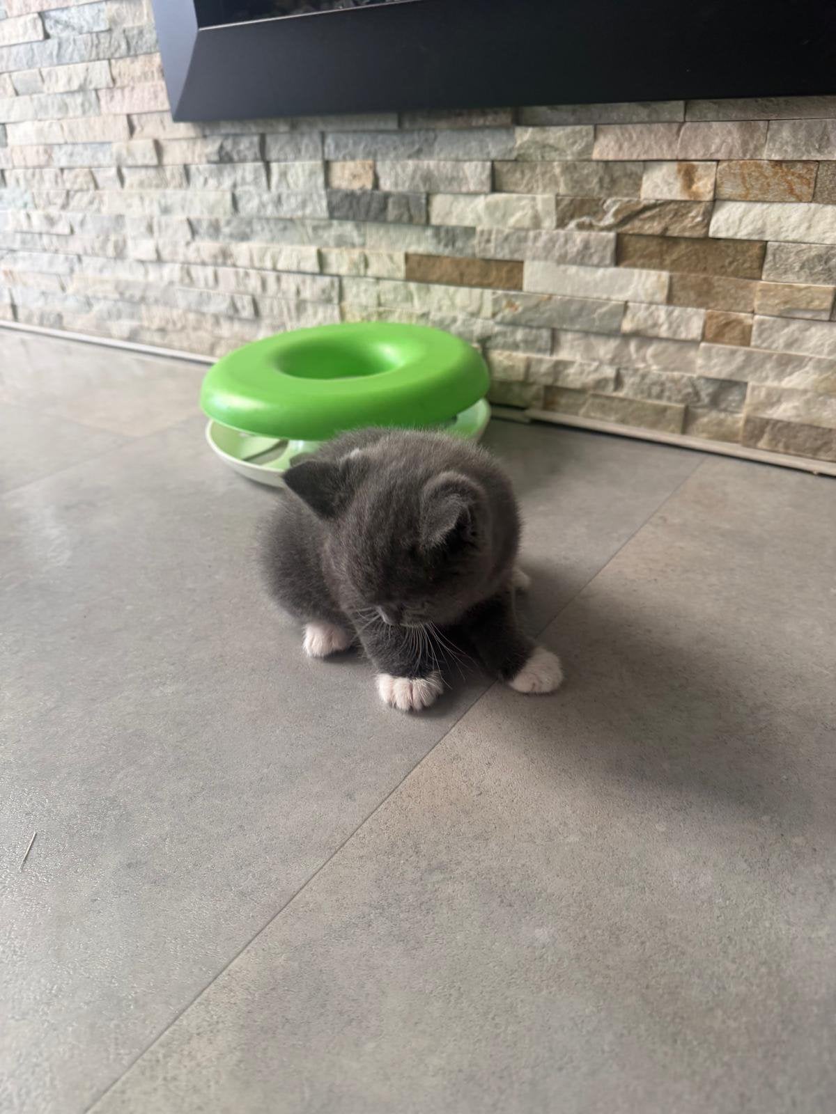 Britse korthaar kittens, Kater