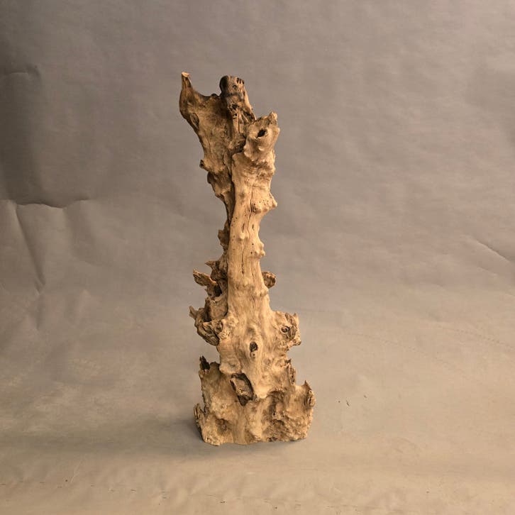 Te koop gevraagd, oude stronken, hout olijf ruw grillig.