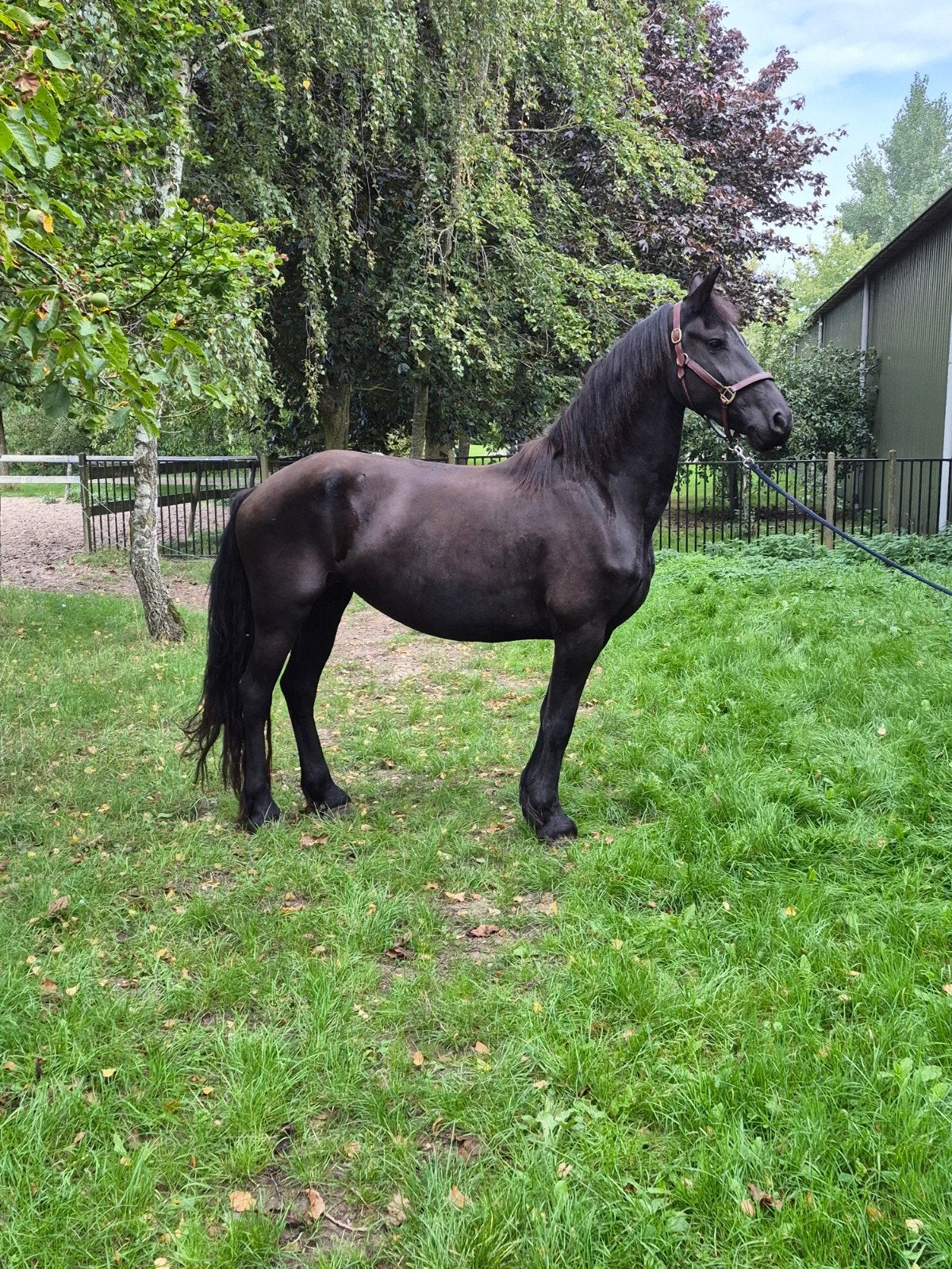 4 jarige Friese merrie van Tymen 503, Dieren en Toebehoren, Merrie, Met stamboom, Dressuurpaard, 3 tot 6 jaar