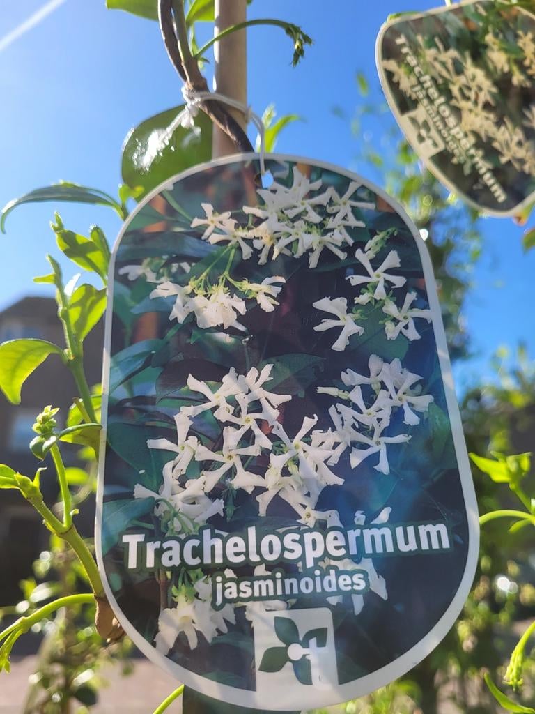 Toscaanse jasmijn, Ophalen of Verzenden, Overige soorten, Volle zon