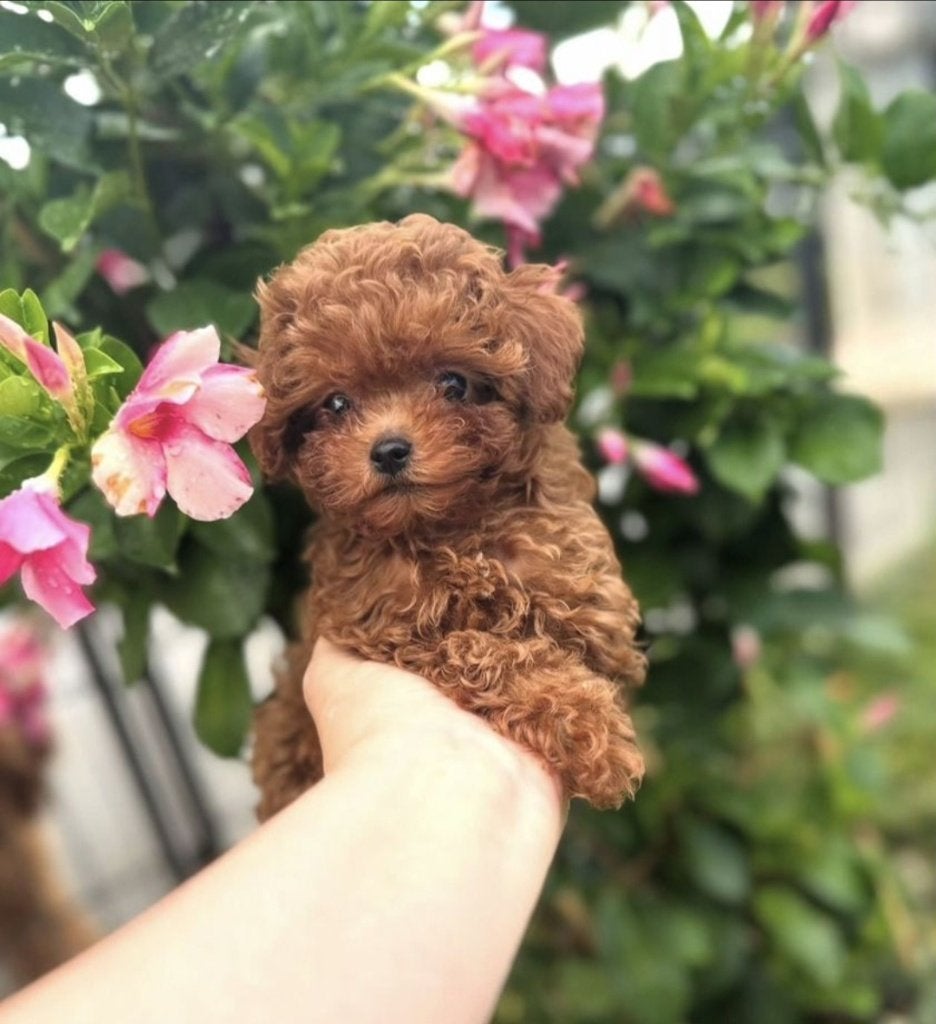Toy poedel/ toypoedel /reu/teef, Poedel, 8 tot 15 weken, Teef, Parvo