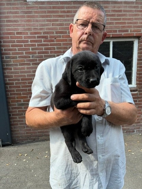 Mag nu weg! Leuke zwarte labrador pup (teef) met stamboom !!, Parvo, 8 tot 15 weken, Teef, Labrador retriever