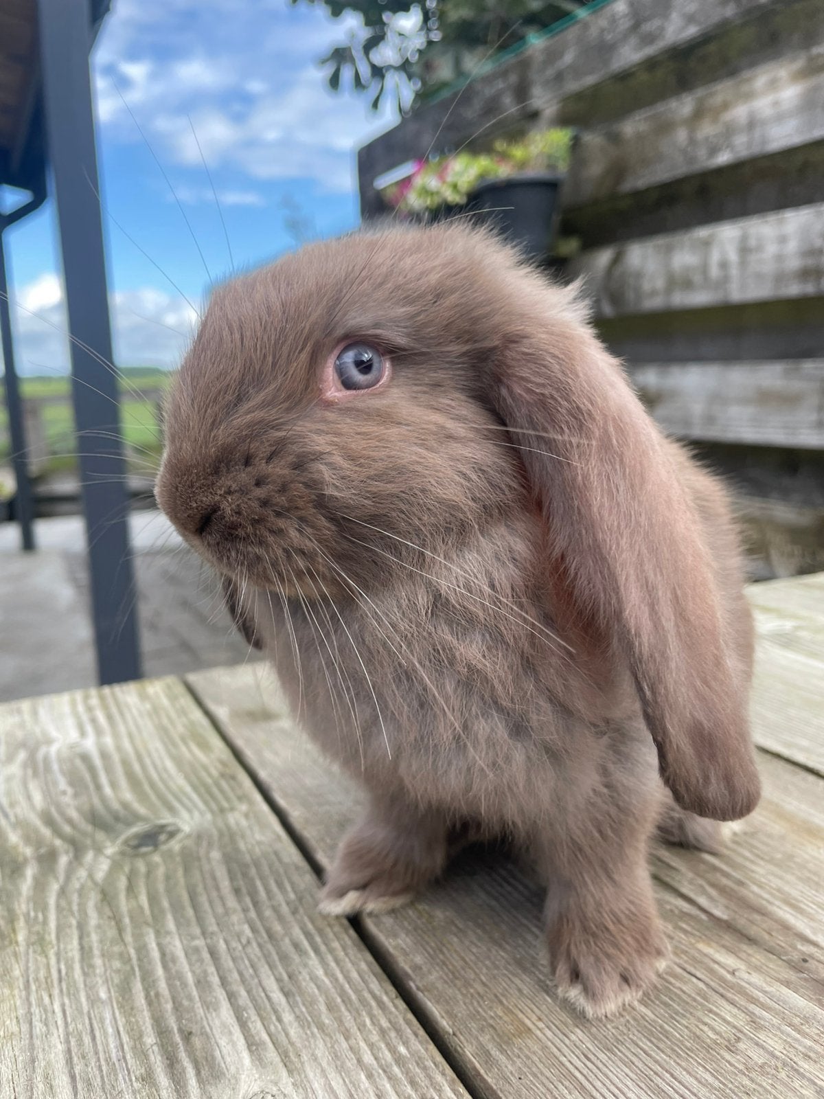Fransehangoren, Dieren en Toebehoren, Konijnen, Meerdere dieren, Groot, 0 tot 2 jaar