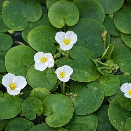 Kikkerbeet, drijfplant, "mini waterlelie", in Rijnsburg, Ophalen of Verzenden, Nieuw