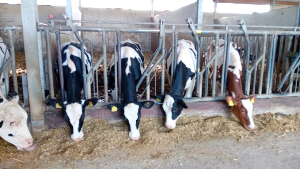 stamboek pinken met lijsten, Dieren en Toebehoren, Vrouwelijk