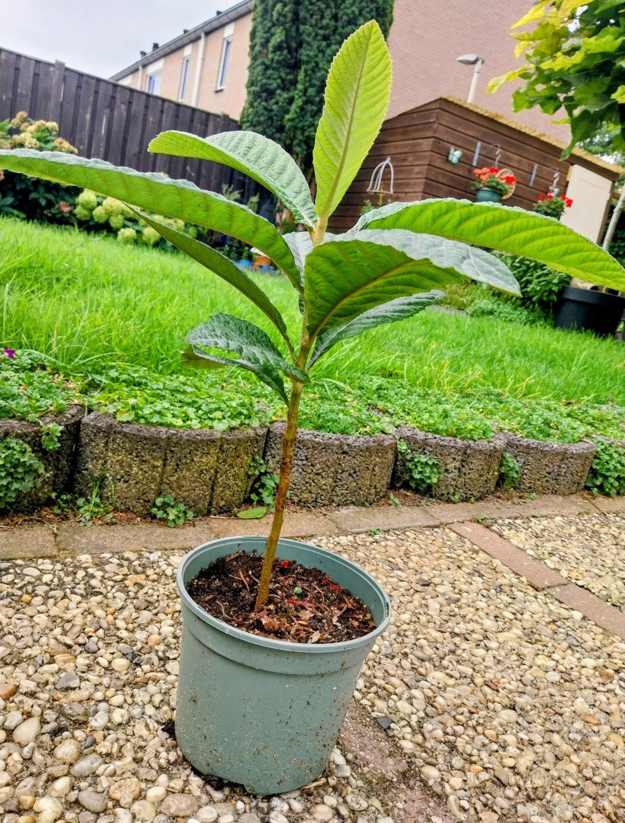 Loquat fruitboom, Tuin en Terras, Ophalen, Minder dan 100 cm, In pot, Overige soorten