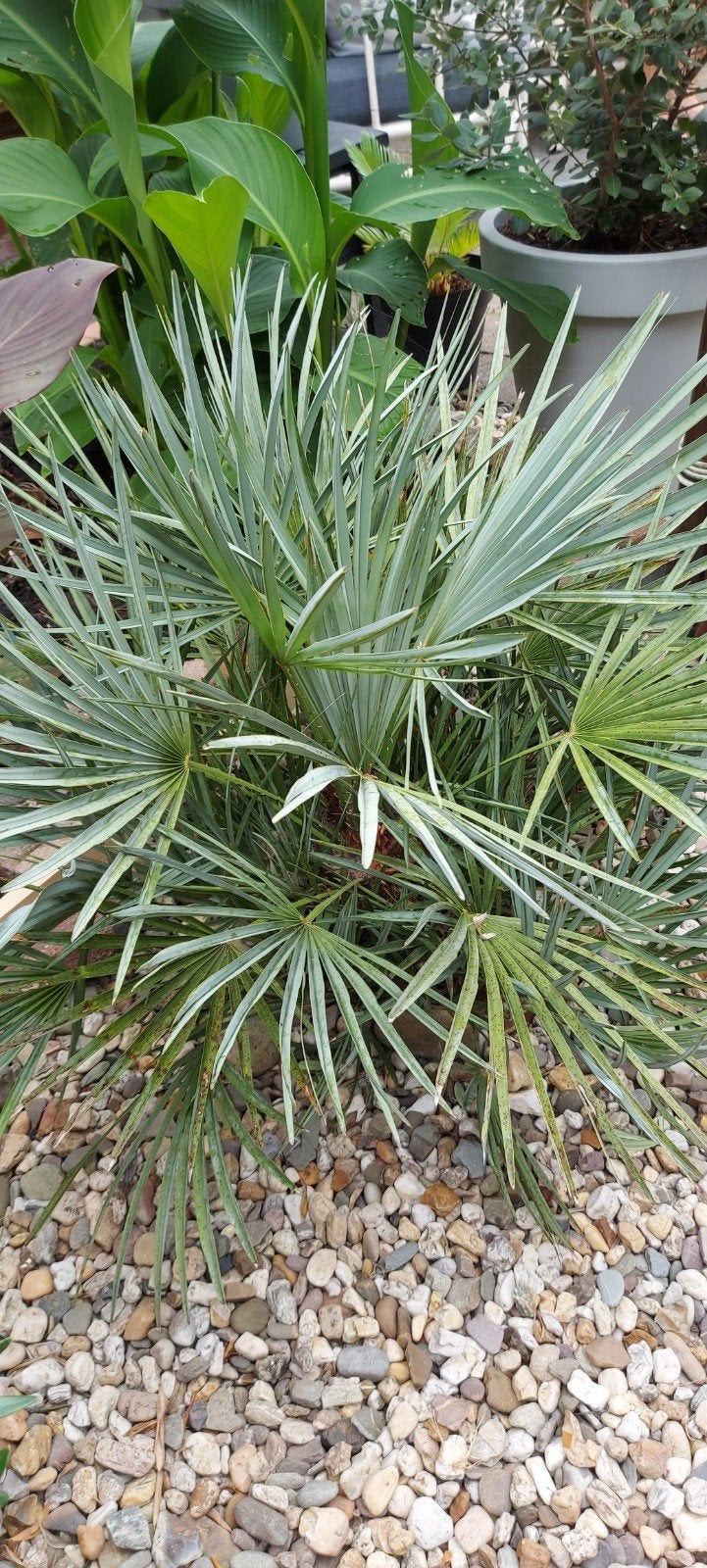 Mooie Palm Chamaerops Cerifera, Ophalen, Bloeit niet, Overige soorten, Volle zon