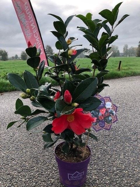 Nieuwe Camellia 'Summer Nights' - Prachtige Rode Bloemen, Vaste plant, Halfschaduw, Herfst, Ophalen