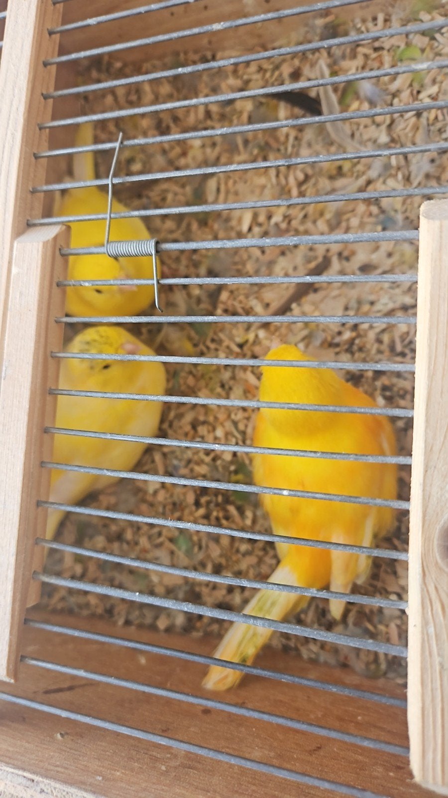 3 kanaries geel en geel oranje, Dieren en Toebehoren, Vogels | Kanaries, Meerdere dieren, Kleurkanarie