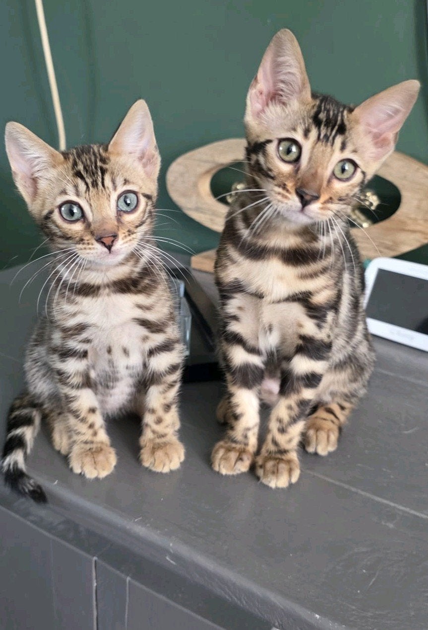 Bengaal kittens met stamboom