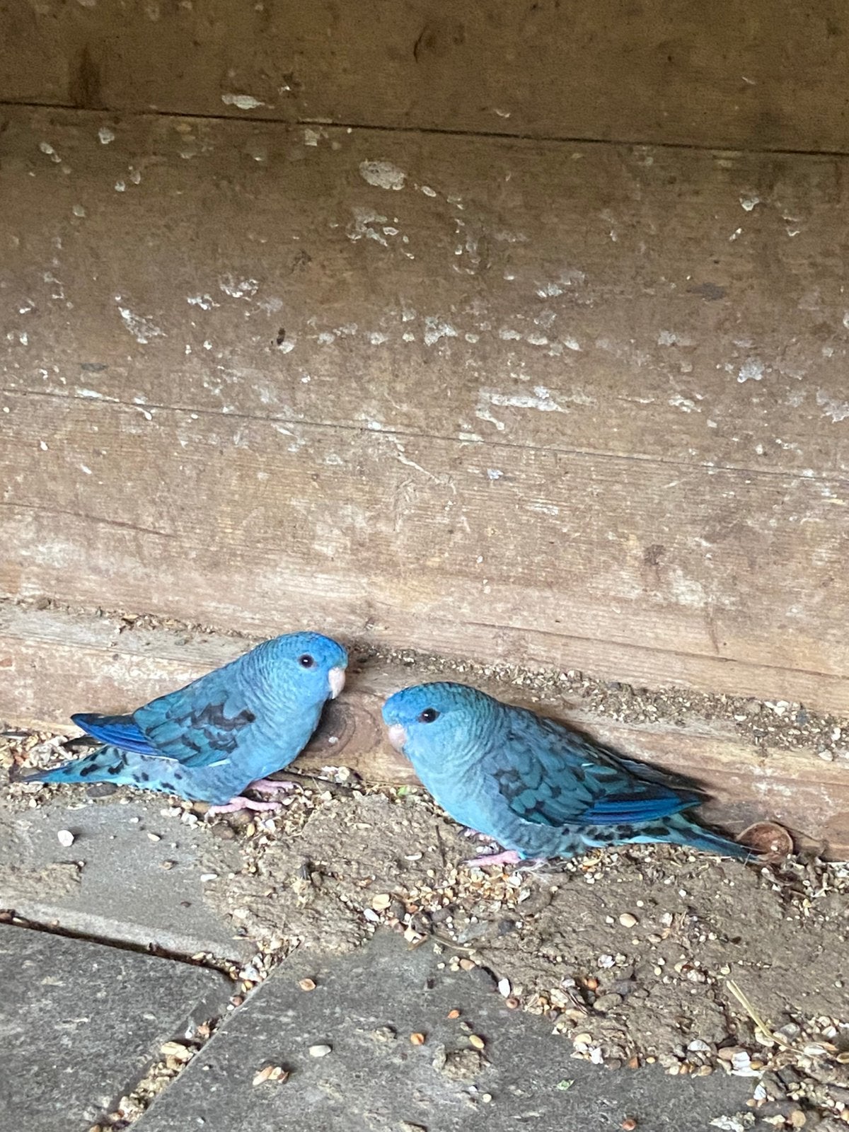 Catharina parkieten D turquoise, Dieren en Toebehoren, Meerdere dieren, Parkiet