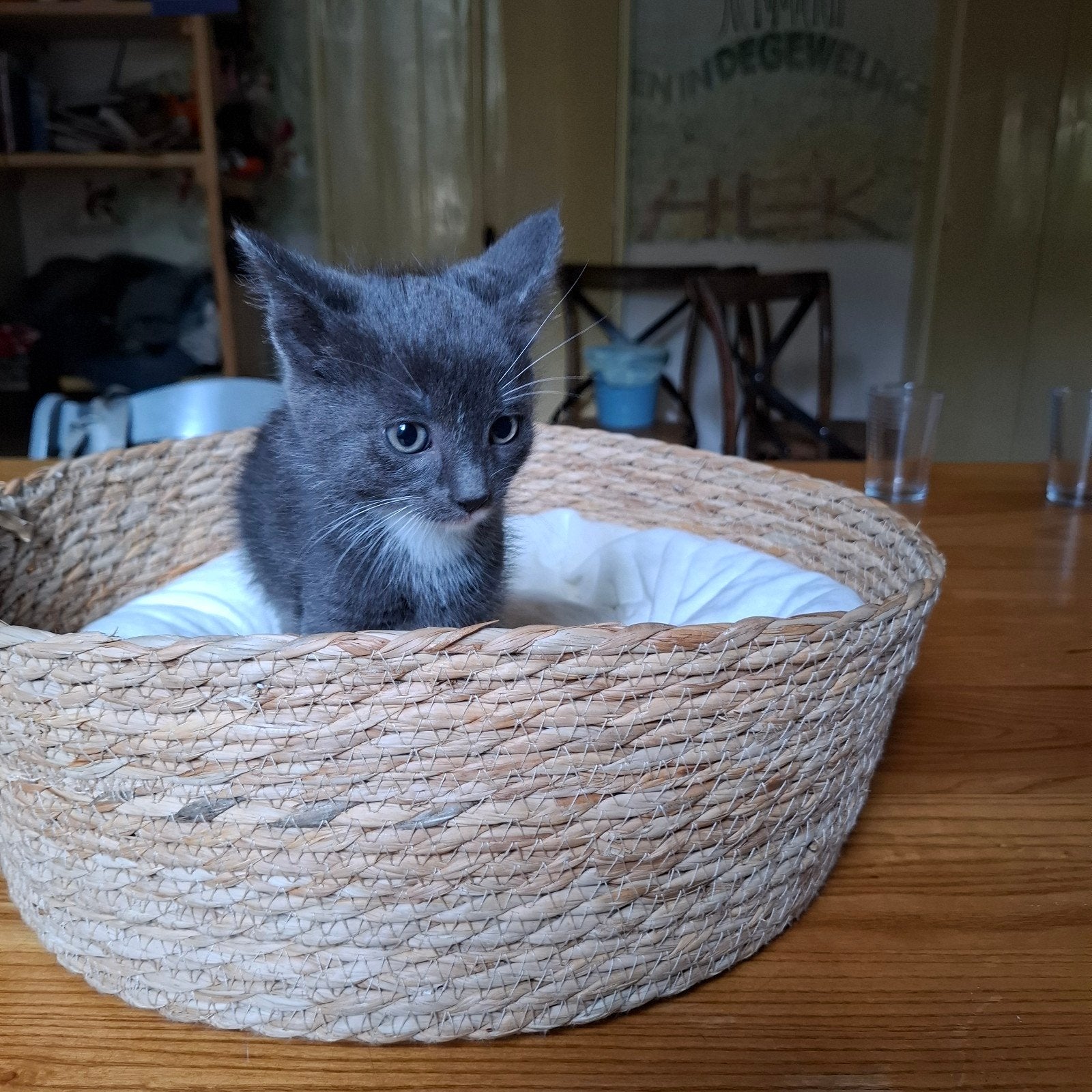 3 lieve kittens, uniek nestje!, Meerdere dieren, Kortharig, 0 tot 2 jaar