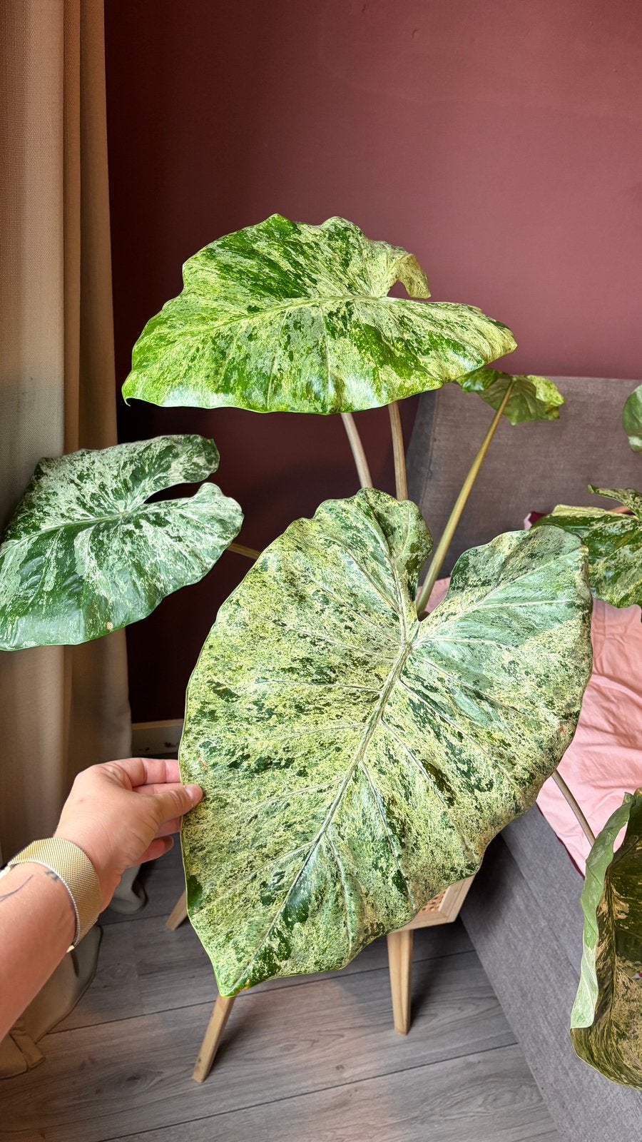 Alocasia Macrorrhiza splash variegata, Huis en Inrichting, Kamerplanten, Ophalen of Verzenden, Halfschaduw, Minder dan 100 cm
