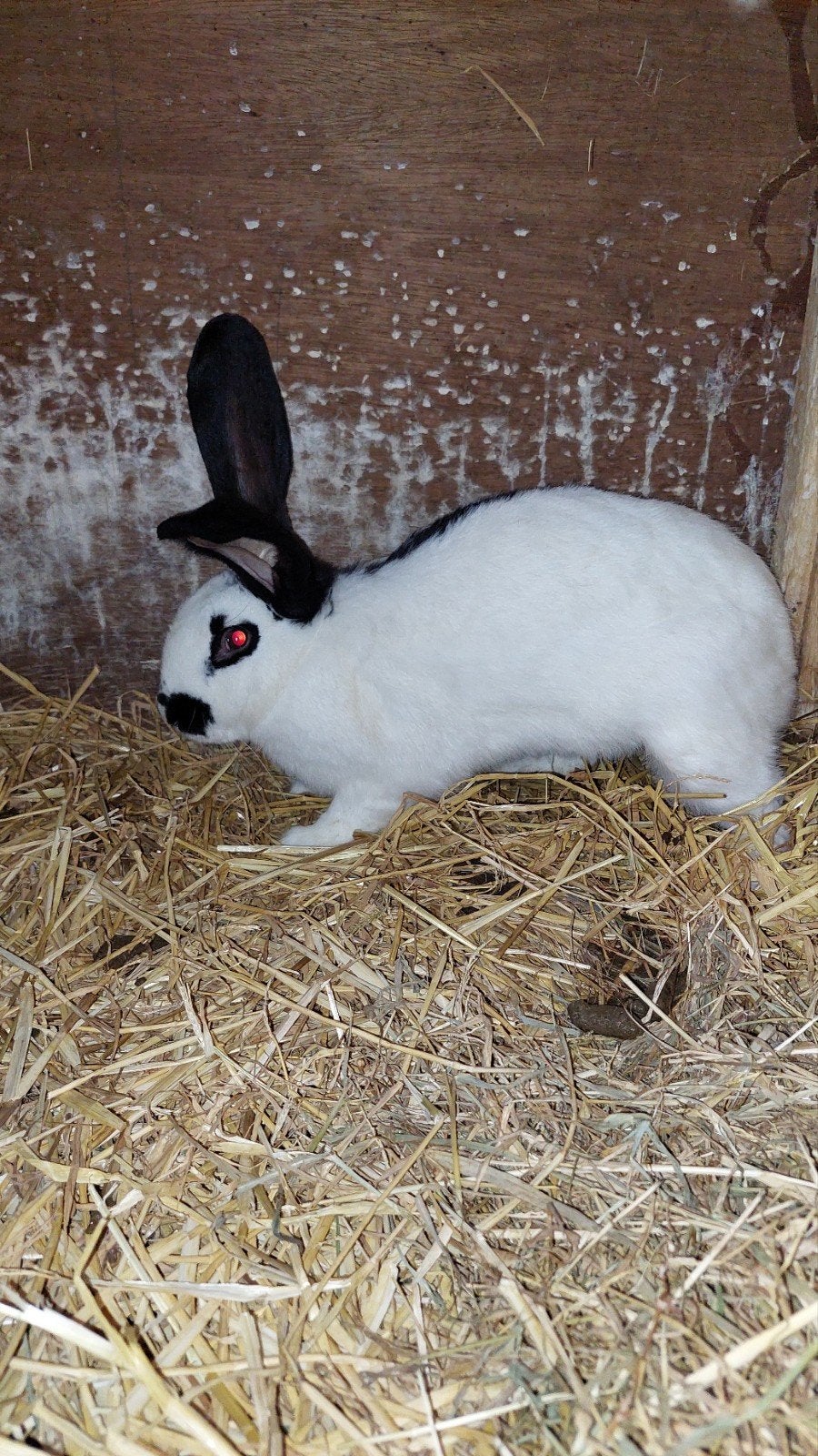 konijn te koop, Dieren en Toebehoren, Konijnen, Mannelijk