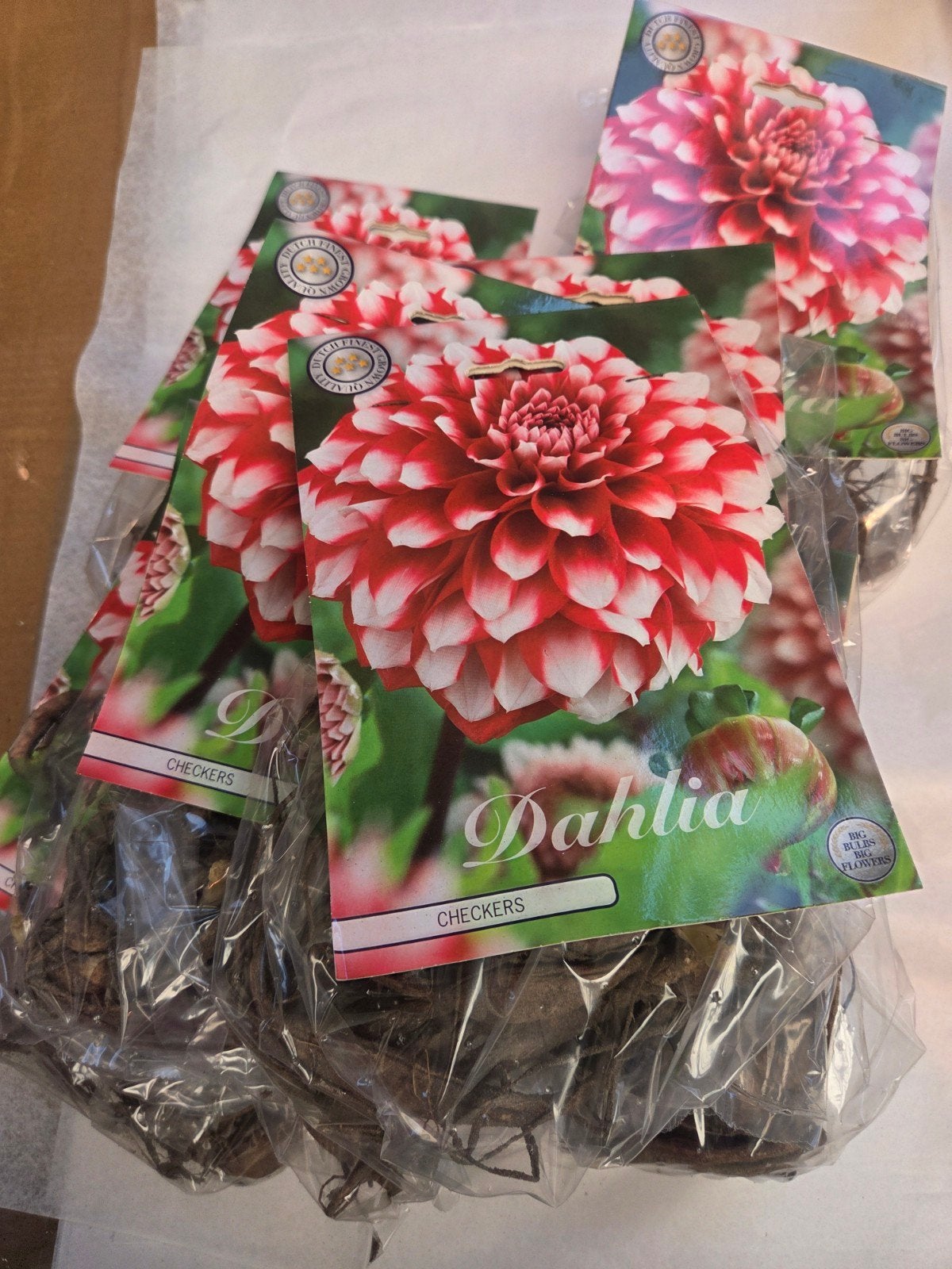 Dahlia 'Checkers' Bloembollen - Rood/Wit Gevlekt, Ophalen of Verzenden, Voorjaar, Volle zon, Bloembol