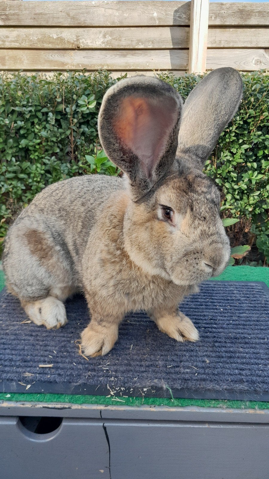 te koop vlaamse reus ram, Mannelijk, Groot, 0 tot 2 jaar