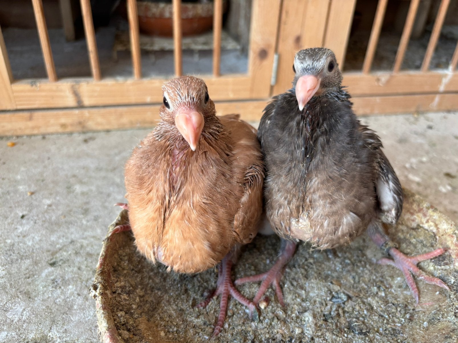 2 kleurpost piepertjes, Meerdere dieren, Postduif