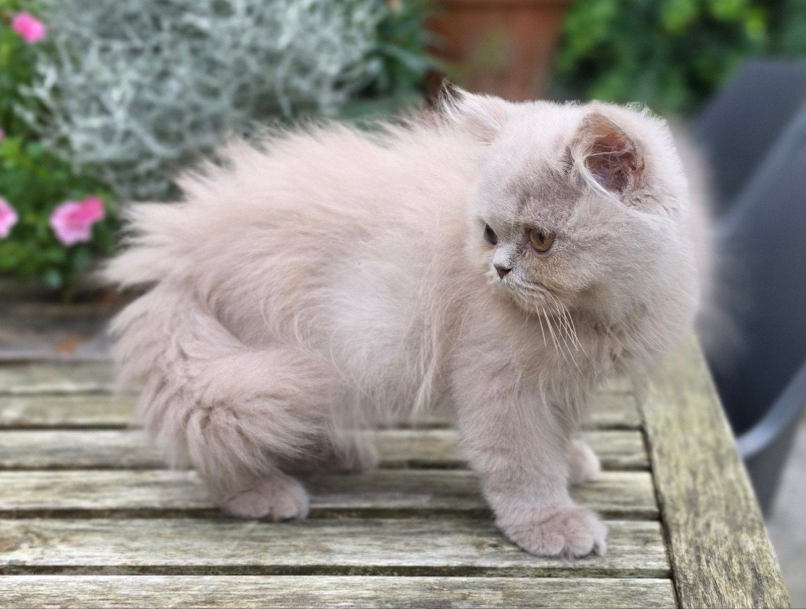 Brits langhaar kittens, Dieren en Toebehoren, Meerdere dieren, Langharig, 0 tot 2 jaar