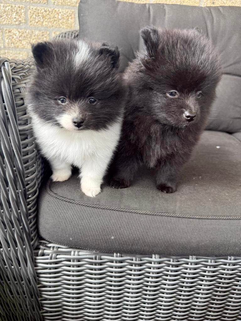 Pomeriaan pups, HCC (leverziekte), Overige rassen, 8 tot 15 weken, Meerdere