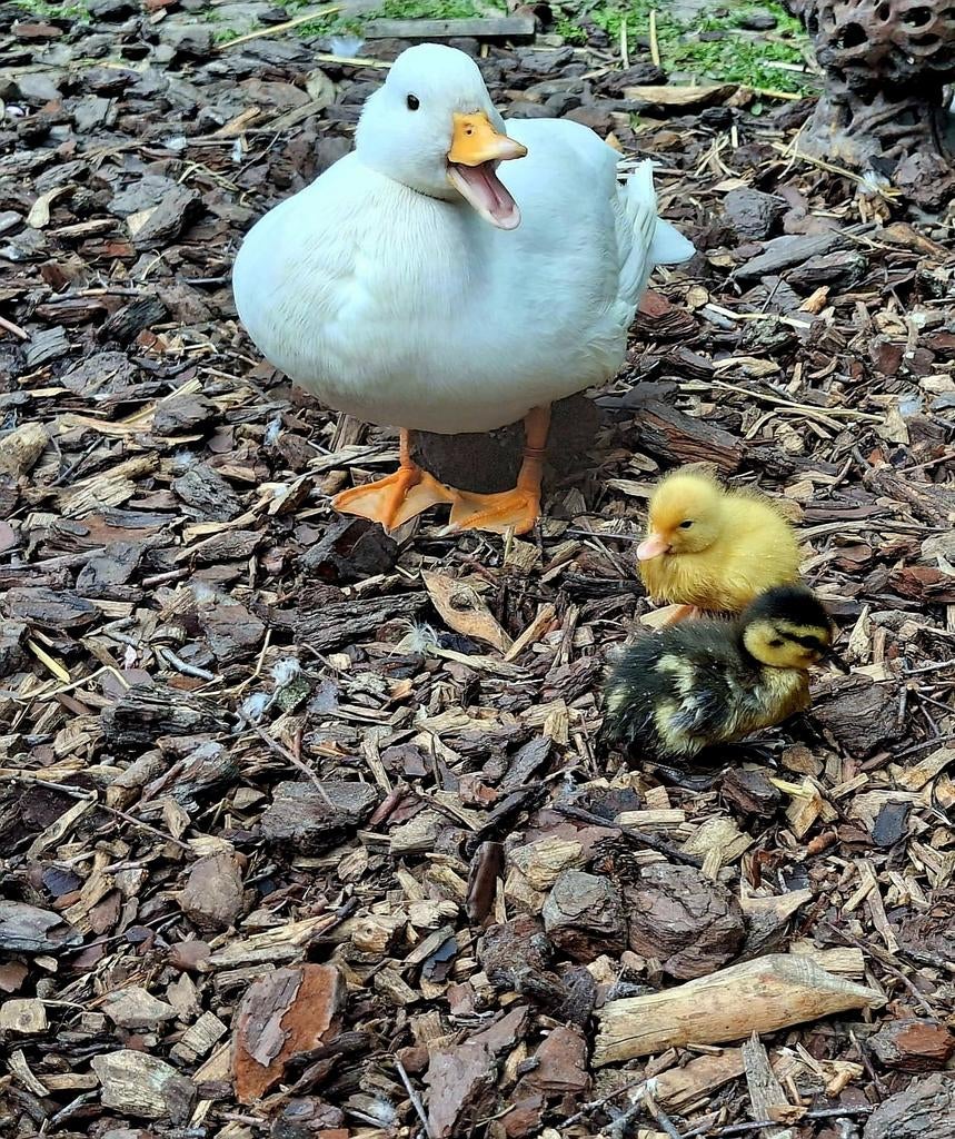 Hollandse Kwakers kuiken., Dieren en Toebehoren, Geslacht onbekend, Eend