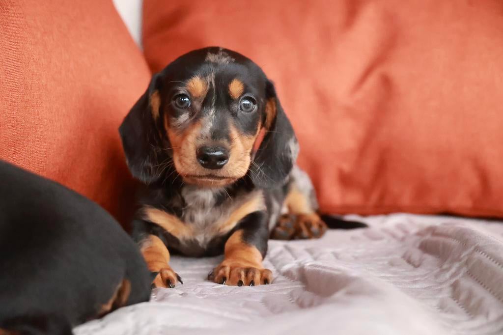 Prachtige dwerg teckel pups, Parvo, 8 tot 15 weken, Korthaar, Dwerg