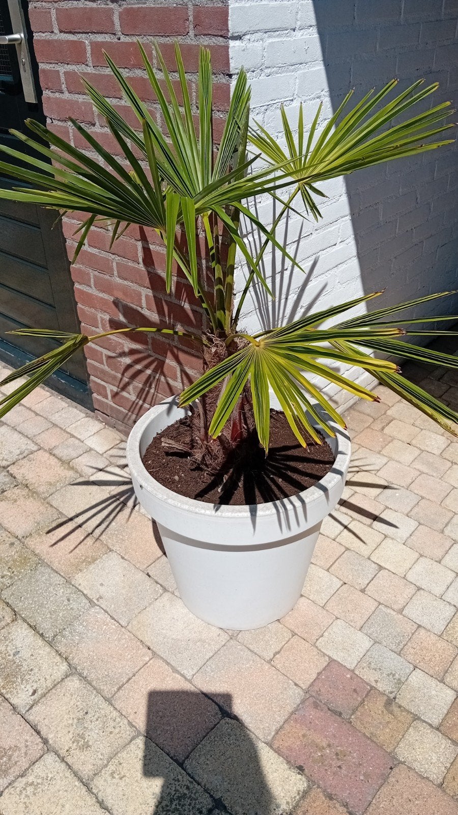 Winterharde waaierpalm in kunstof pot, Ophalen, Overige soorten, Volle zon