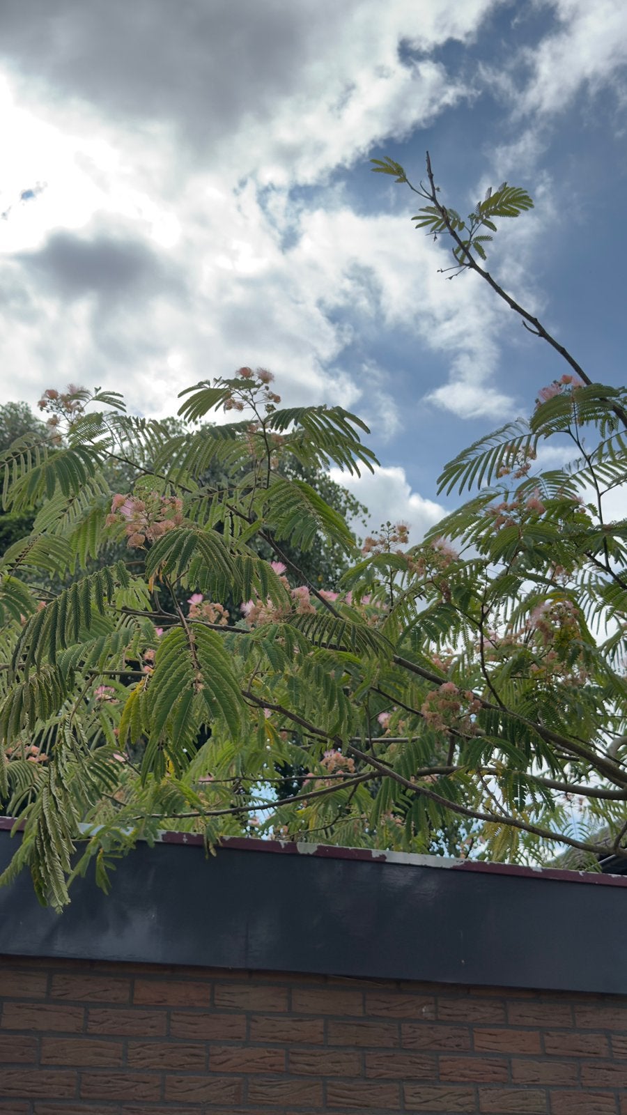 Perzische slaapboom, Tuin en Terras, Planten | Bomen, Overige soorten, 250 tot 400 cm, Zomer, Ophalen