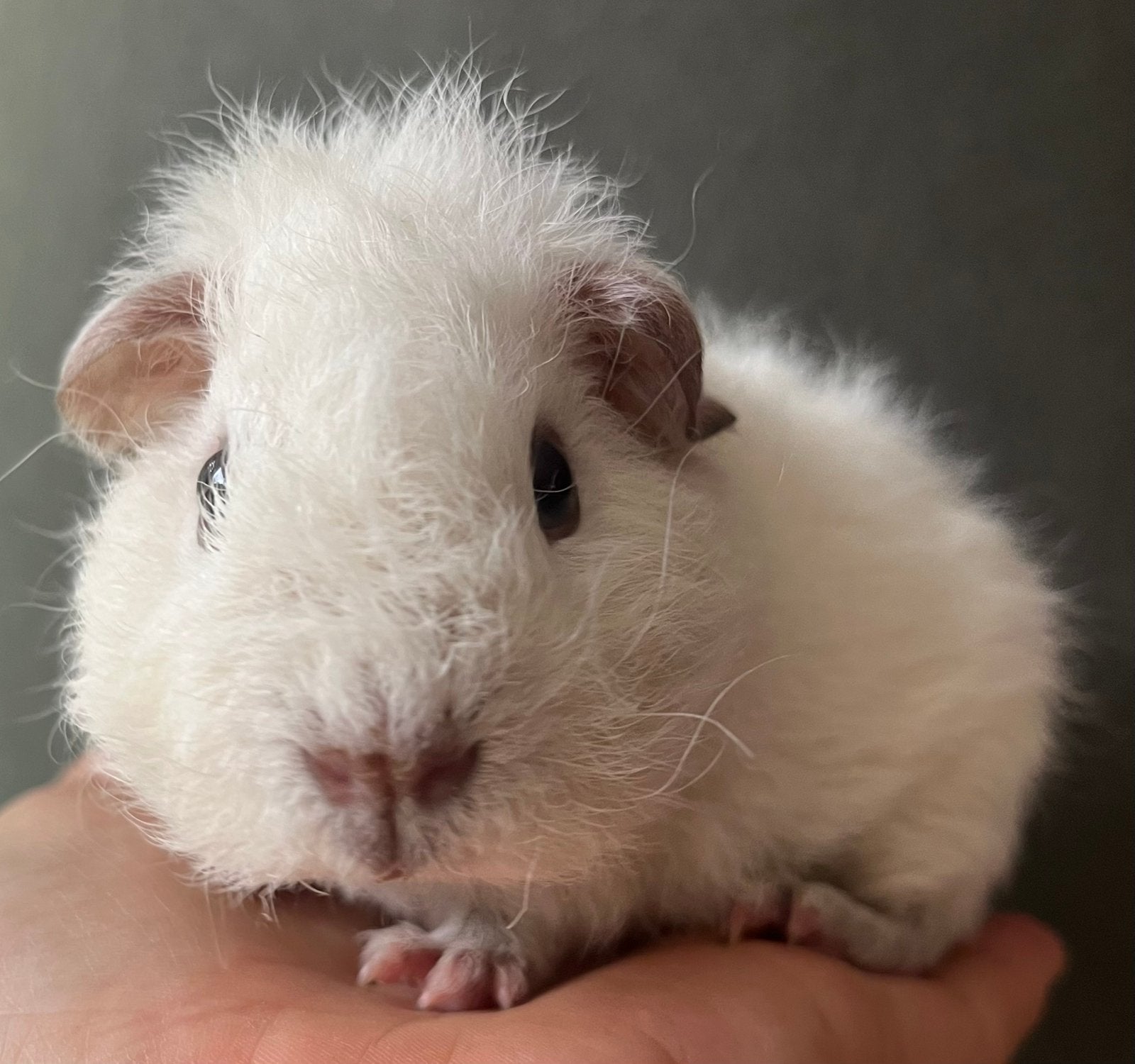 Wit Rex teddy cavia beertje met donkere ogen, Cavia, Mannelijk, Mei, Tam