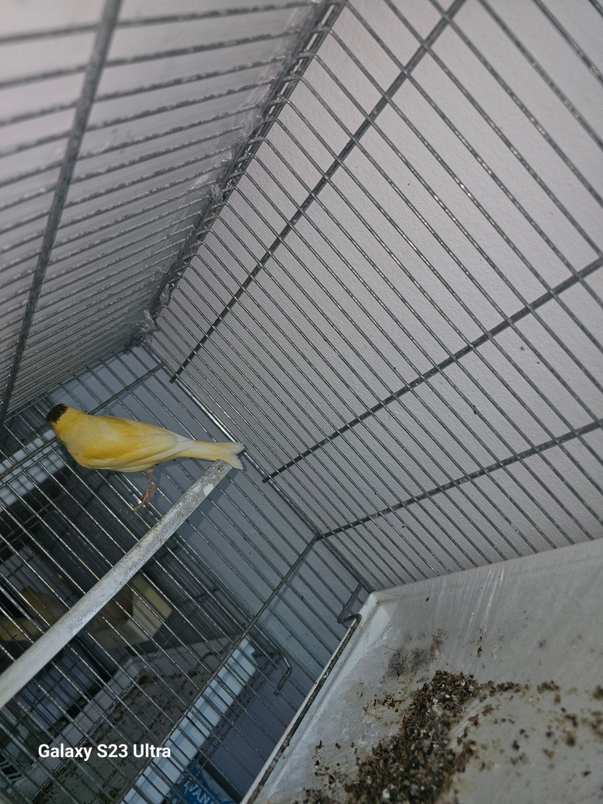 mannelijke kanarie, Dieren en Toebehoren, Vogels | Kanaries, Mannelijk, Zangkanarie