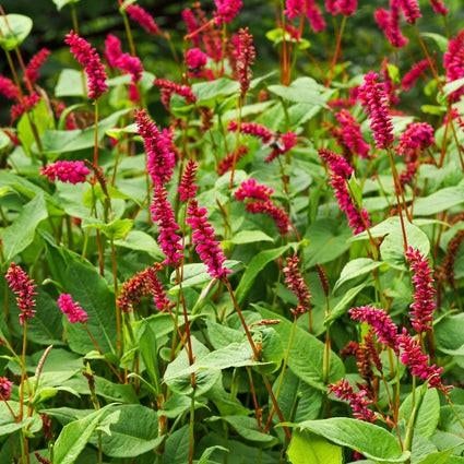 24 Persicaria amplexicaulis, Duizendknoop, p9 pot, Ophalen, Zomer, Vaste plant, Overige soorten