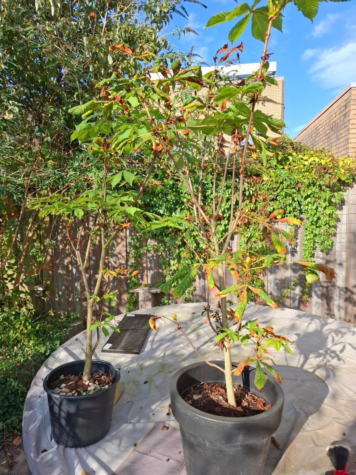 Kastanjeboom 1.50 meter, Tuin en Terras, Overige soorten, 100 tot 250 cm, Ophalen, Volle zon