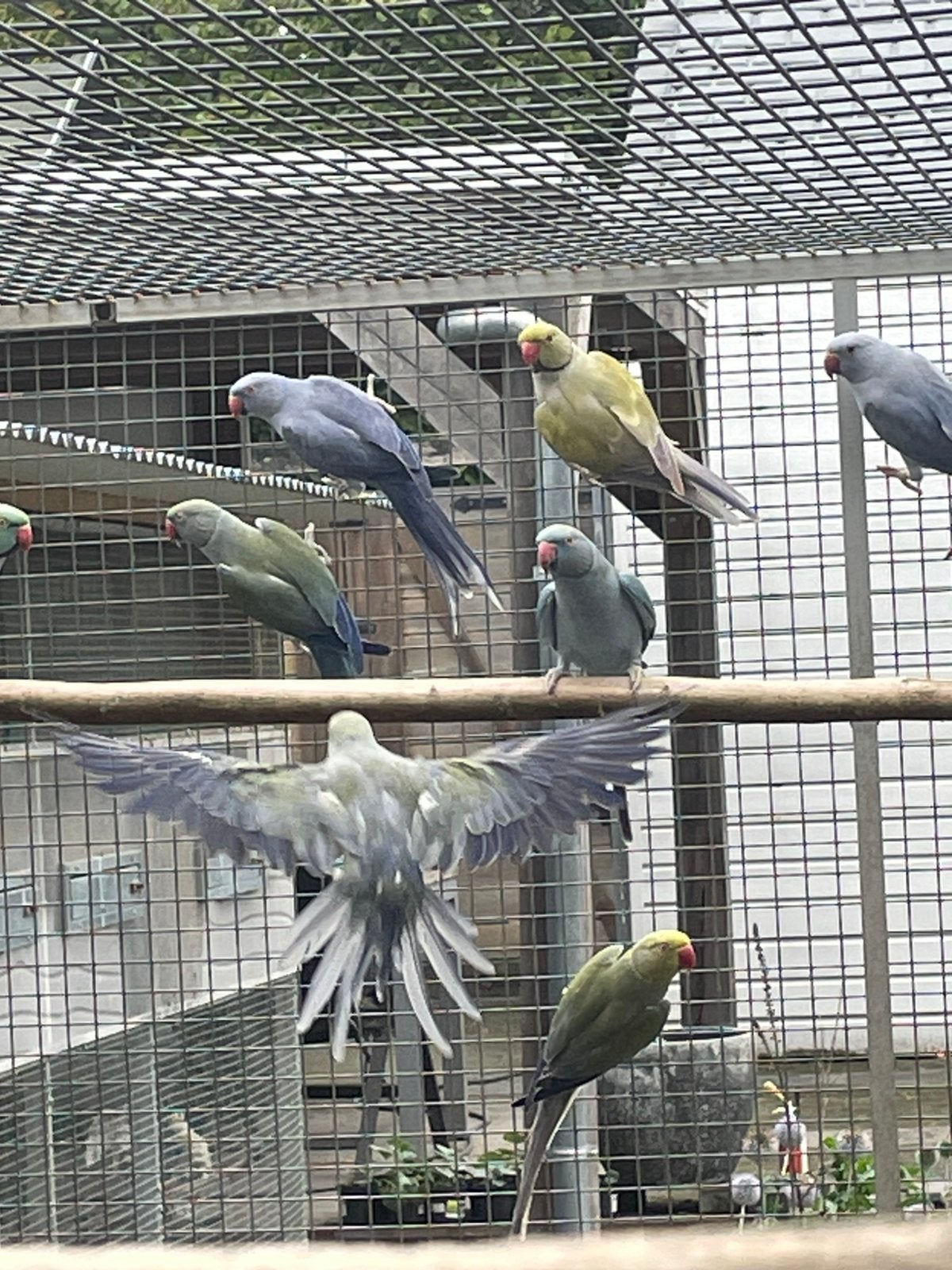 2 turqviollet/overgoten., Dieren en Toebehoren, Vogels | Parkieten en Papegaaien, Vrouwelijk, Parkiet