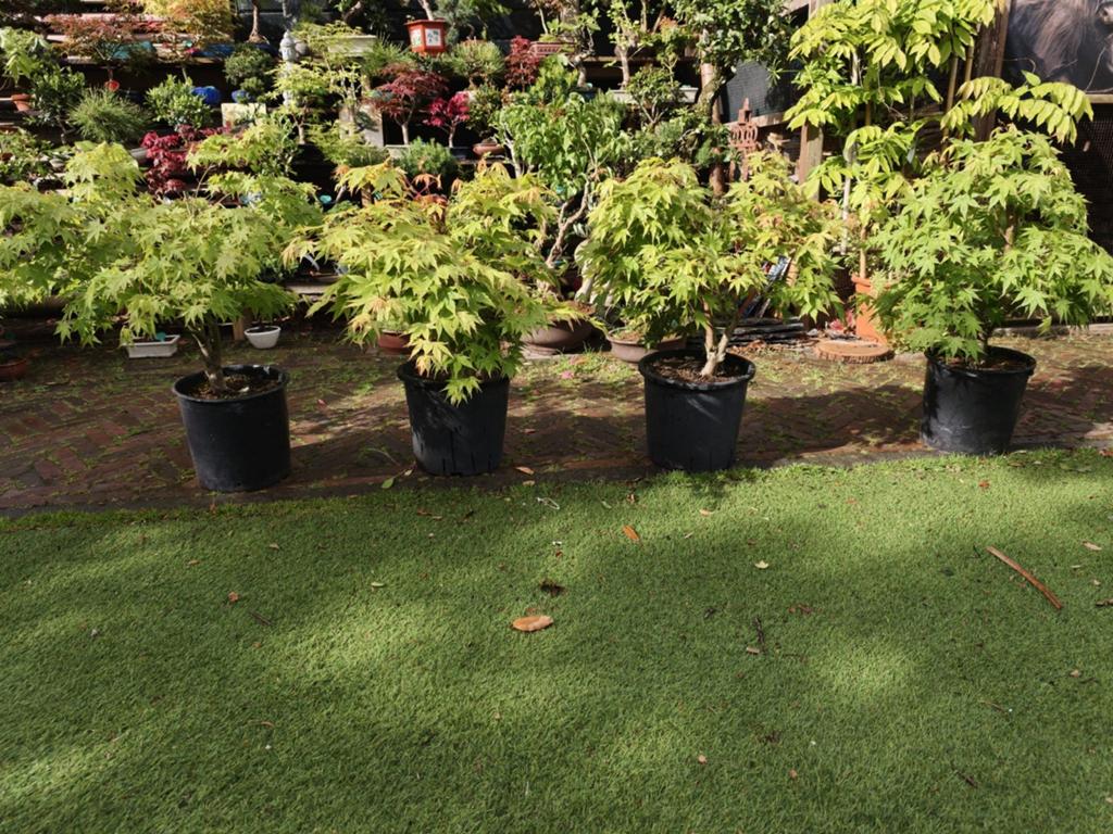 4 stuks acer Japanse esdoorn, Tuin en Terras, Ophalen, Bloeit niet, Halfschaduw, Overige soorten