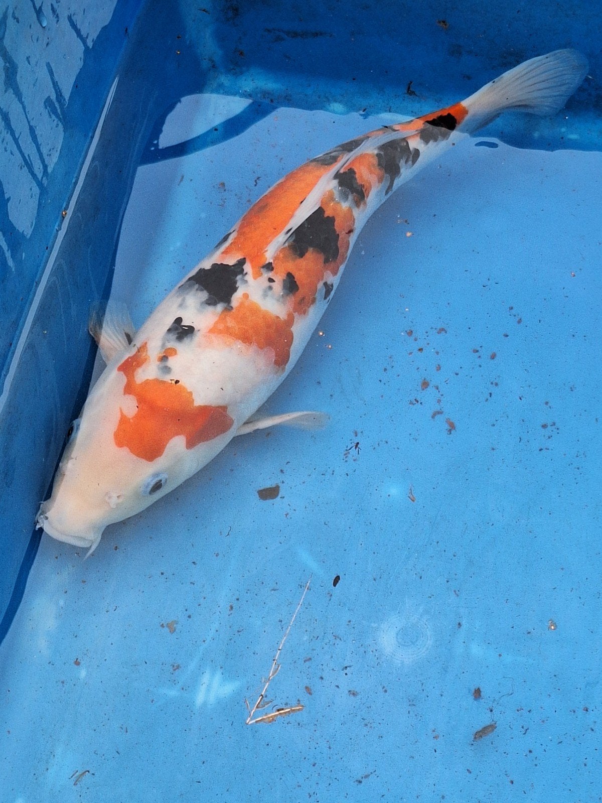 Sanke, Dieren en Toebehoren, Karper of Koi