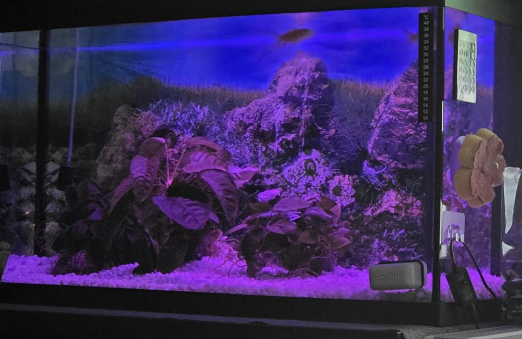 Aquarium 110 liter, Vis