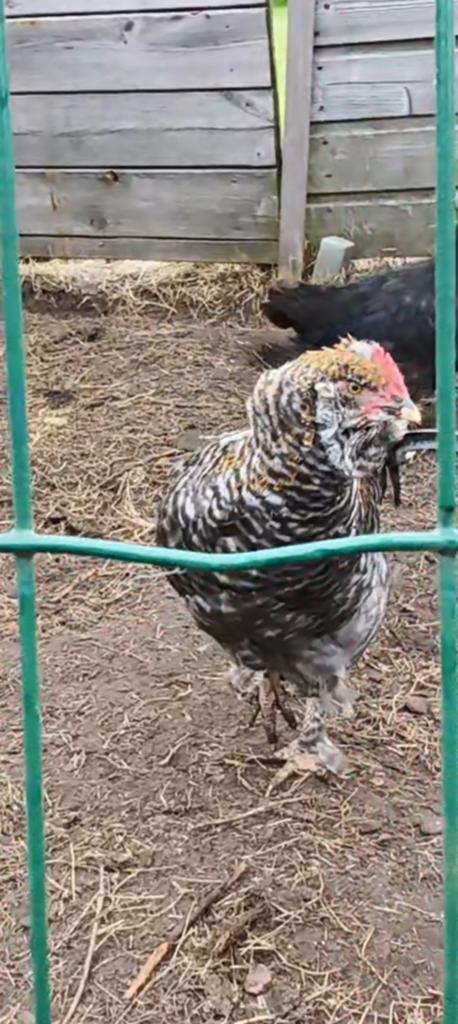 Div soorten haantjes mix rassen groene eieren gen, Dieren en Toebehoren, Pluimvee, Mannelijk, Kip