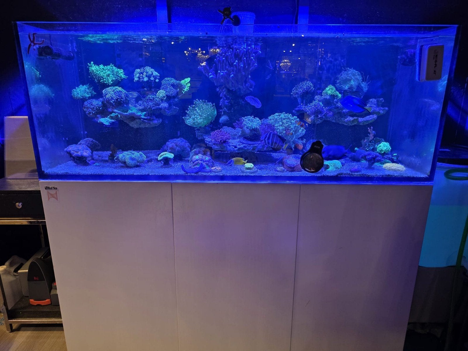 aquarium met alle toebehoren en vissen erbij, Ophalen, Inclusief controller, Aqua Medic, Gevuld zoetwateraquarium