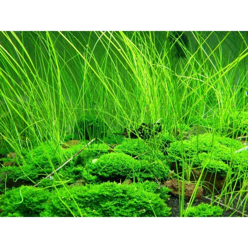 Eleocharis montevidensis aquariumplant, Dieren en Toebehoren, Vissen | Aquaria en Toebehoren, Ophalen of Verzenden, Nieuw, Plant(en), Steen of Hout