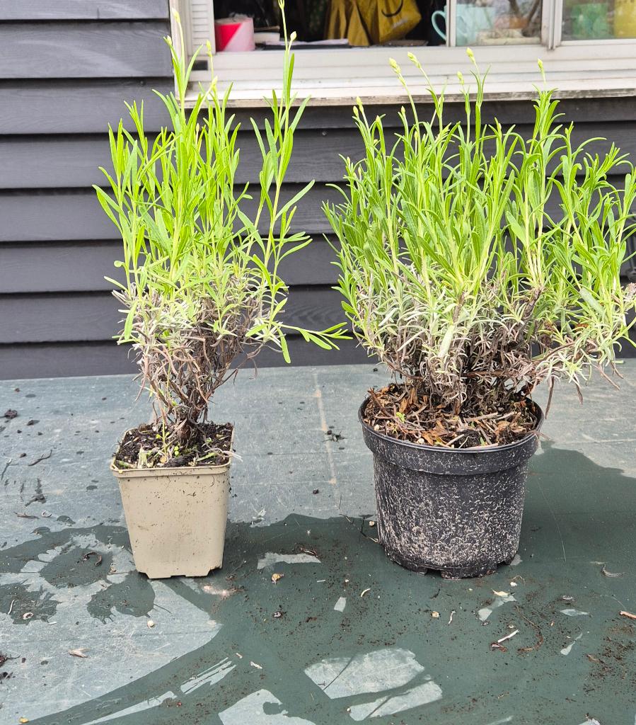 Lavandula angustifolia 'Munstead', Tuin en Terras, Planten | Tuinplanten, Volle zon, Vaste plant, Zomer, Ophalen