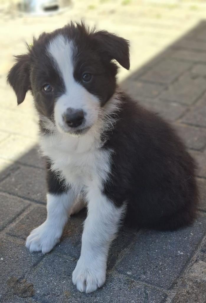border collie pups, 25% australian shepherd, Reu, 8 tot 15 weken, Collie, Parvo