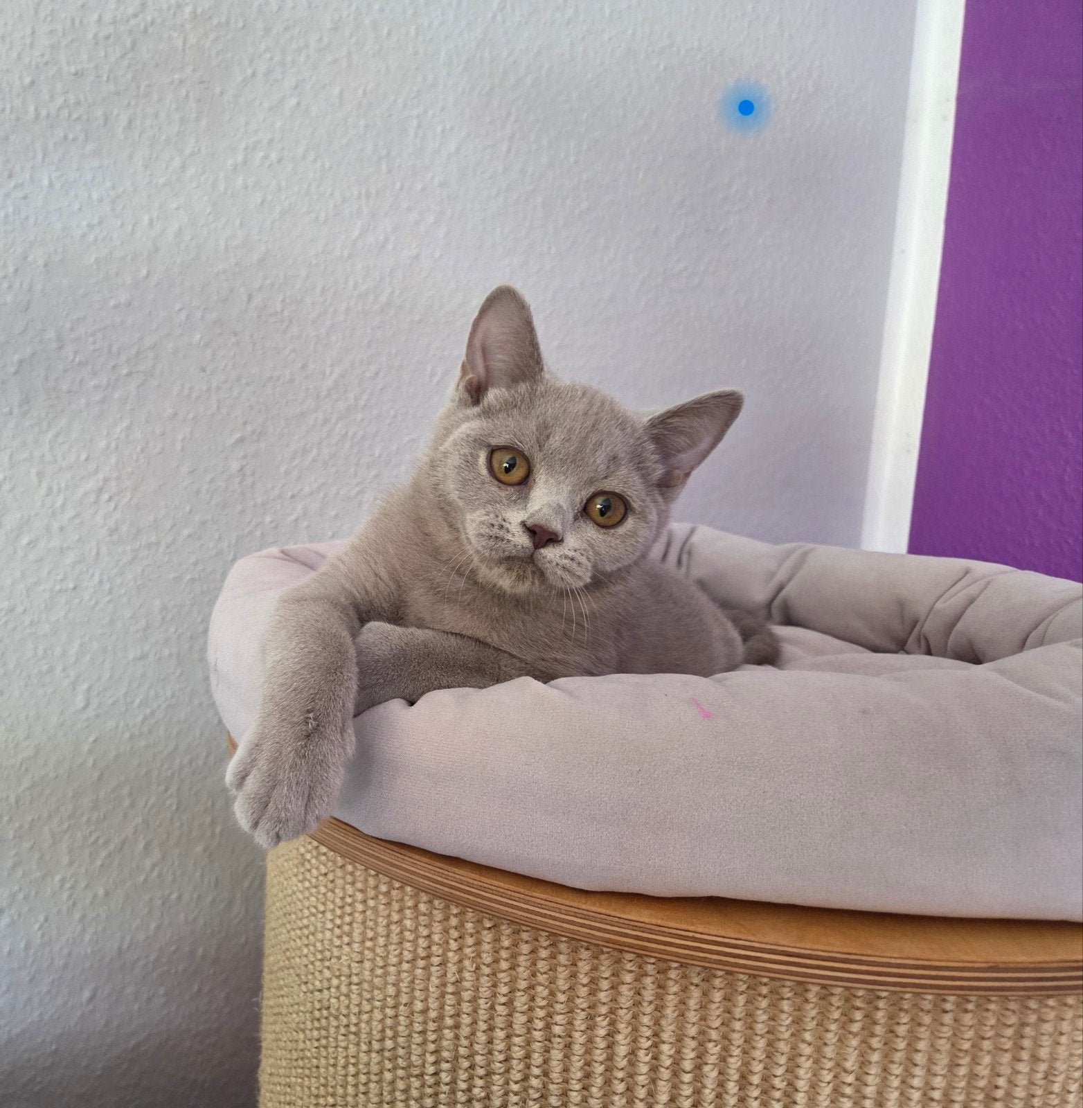 Britse korthaar kittens stamboom bicolor lilac blue white, Meerdere dieren, Met stamboom, 0 tot 2 jaar